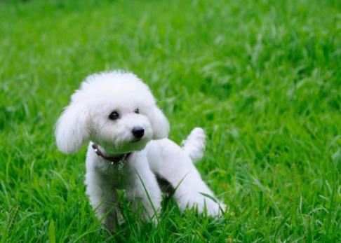 世界十大最好训练的狗排名,英国史宾格犬是猎人理想的伴侣