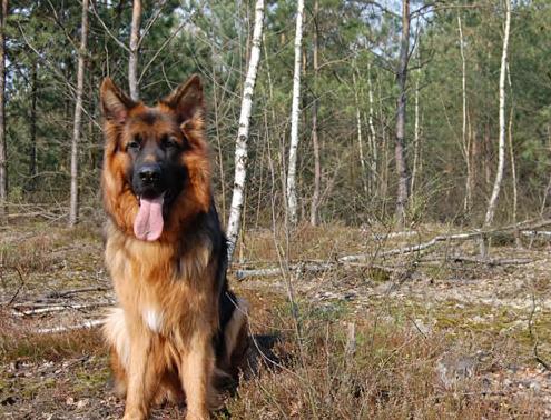 世界十大最好训练的狗排名,英国史宾格犬是猎人理想的伴侣