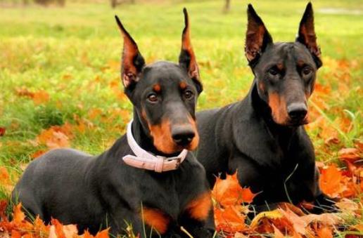 世界十大最好训练的狗排名,英国史宾格犬是猎人理想的伴侣