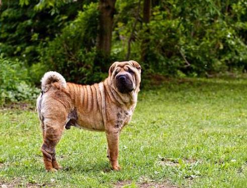 体味最重的十种狗狗排名,美国可卡犬、英国斗牛犬深受欢迎