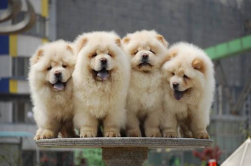 体味最重的十种狗狗排名,美国可卡犬、英国斗牛犬深受欢迎