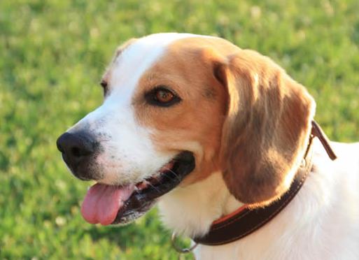 体味最重的十种狗狗排名,美国可卡犬、英国斗牛犬深受欢迎