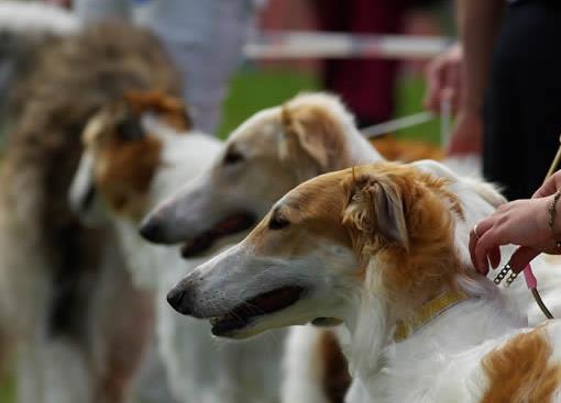 体味最重的十种狗狗排名,美国可卡犬、英国斗牛犬深受欢迎