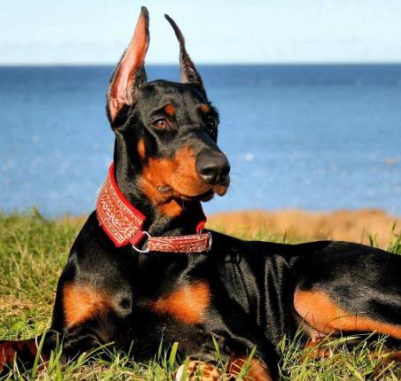 体味最重的十种狗狗排名,美国可卡犬、英国斗牛犬深受欢迎