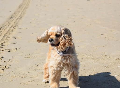 体味最重的十种狗狗排名,美国可卡犬、英国斗牛犬深受欢迎