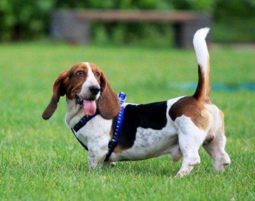 体味最重的十种狗狗排名,美国可卡犬、英国斗牛犬深受欢迎