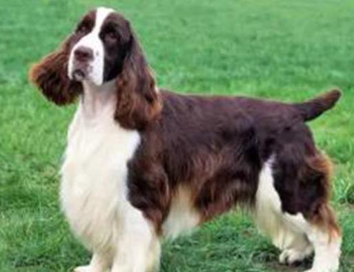 英国十大名犬排名,英国斗牛犬性情友善,英国史宾格犬热情忠诚
