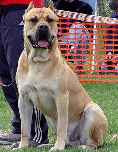 世界上最凶猛的犬种排名,中国藏獒,俄罗斯高加索十分凶猛