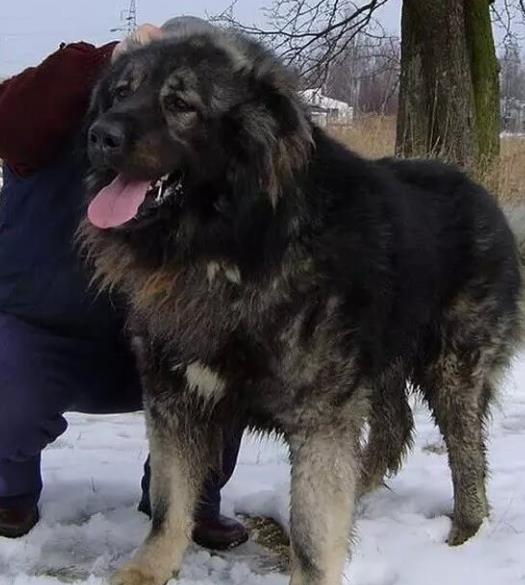 世界上最凶猛的犬种排名,中国藏獒,俄罗斯高加索十分凶猛