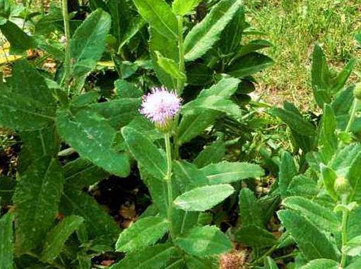 四大叶子带刺的野菜排名,小蓟可爆炒和凉拌,{菜清热解毒