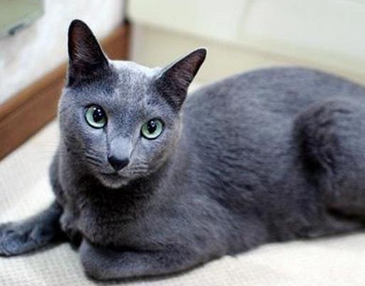 世界最温顺的猫排名异国短尾猫很懒波斯猫性情温顺