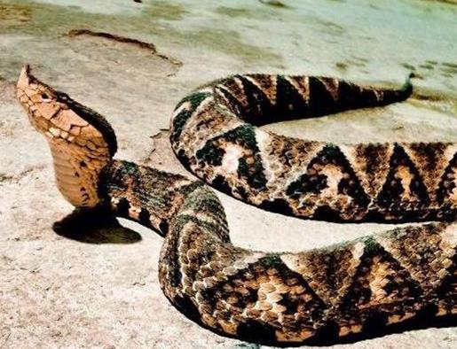 中国十大毒蛇排名,银环蛇毒性猛烈,眼镜王蛇反应敏捷 中国十大毒蛇排名,银环蛇毒性猛烈,眼镜王蛇反应敏捷