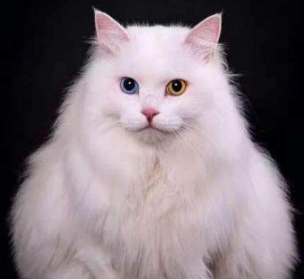 4,波斯猫