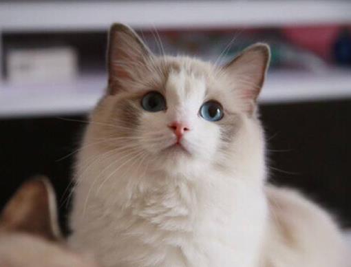 五大不适合新手养的宠物猫,暹罗猫嫉妒心强,布偶猫体质较弱