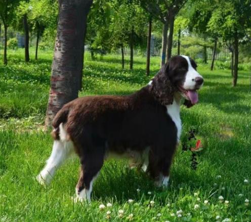 十大搜救犬品种排名,德国牧羊犬敏捷好动,边境牧羊犬智商高