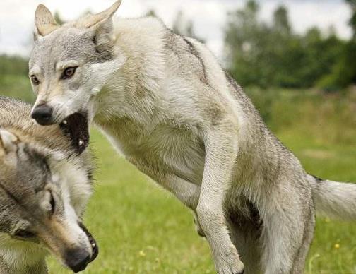 世界上最贵的十种狗捷克狼犬体型似狼藏獒领地意识强