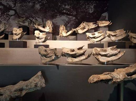 合肥十大展覽館排行榜，合肥科技館、安徽國際會(huì)展中心適合親子游(圖10)