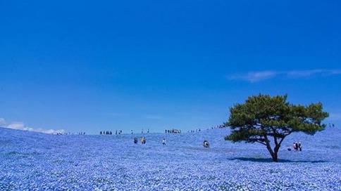 日本茨城县十大旅游景点排行榜茨城县有什么好玩的地方