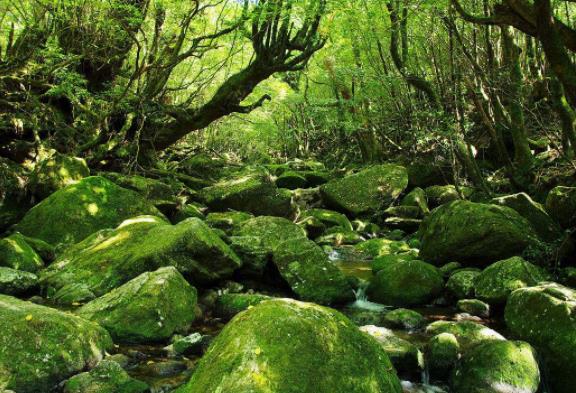 日本鹿儿岛县四大旅游景点排行榜 鹿儿岛县有什么好玩的地方