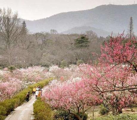 top3:南京梅花山