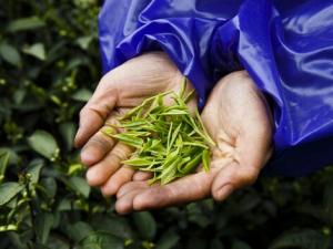 茶叶的种类-哪些茶叶属于绿茶？