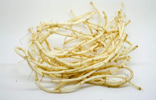 鱼腥草.jpg