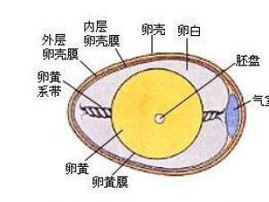 每100克鸡蛋的营养成分