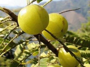 油甘子(牛甘果)的营养价值、功效与作用