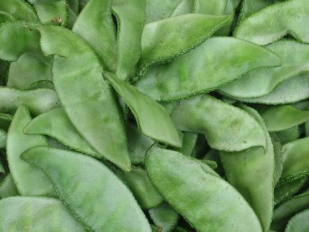 吃扁豆好吗?扁豆的营养价值-扁豆的功效与作用