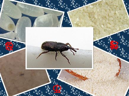大米生虫子了怎么办?如何防止大米生虫子