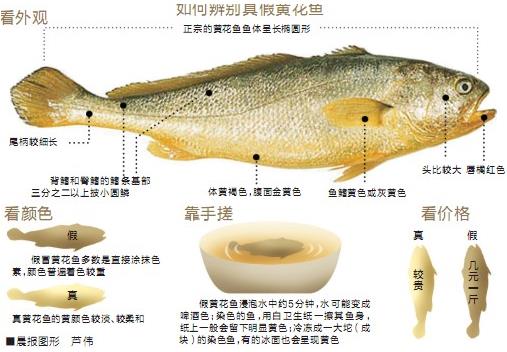 黄花鱼选购技巧教你如何辨别染色黄花鱼