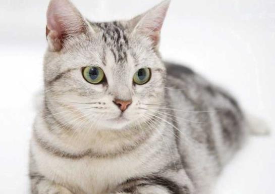 猫得了心脏病能活多久?美短心脏病猝死的前兆