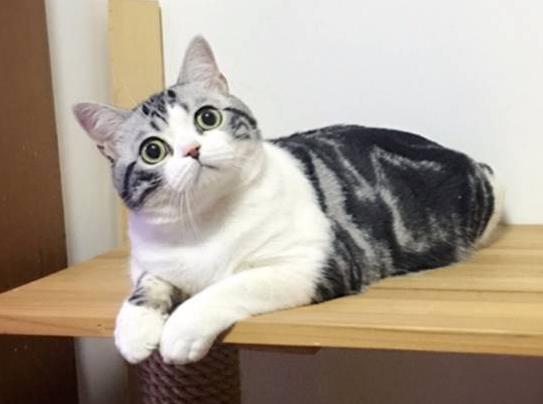 猫得了心脏病能活多久?美短心脏病猝死的前兆