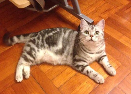 猫得了心脏病能活多久?美短心脏病猝死的前兆