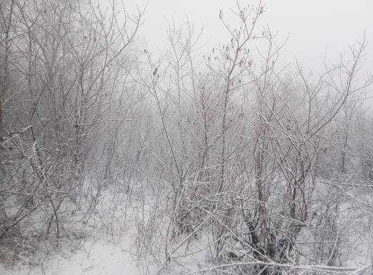 下雪车牌被挡住会不会被违章拍照?下雪天车上的雪要扫掉吗