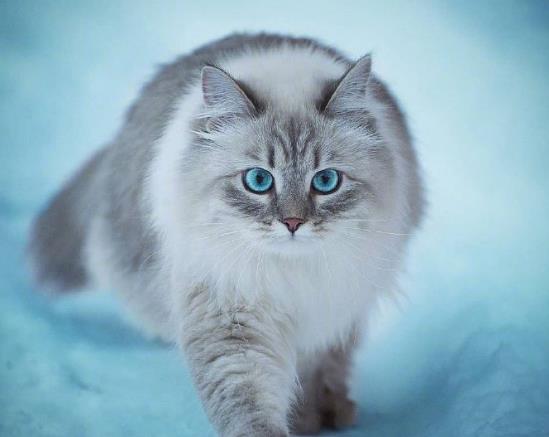 室内养猫如何防止臭味?猫的尿渍在衣服上如何洗干净?