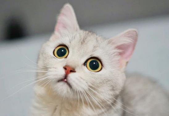 室内养猫如何防止臭味?猫的尿渍在衣服上如何洗干净?