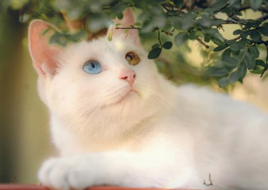 猫拉屎房间太臭怎么办?猫尿在衣服上发黄了怎么洗掉?