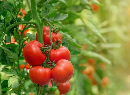 西红柿发酵后可以浇花吗?西红柿做肥料不发酵可以用吗