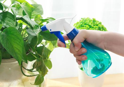 开水放冷了可以浇花吗?洗衣粉水浇花可以杀虫吗
