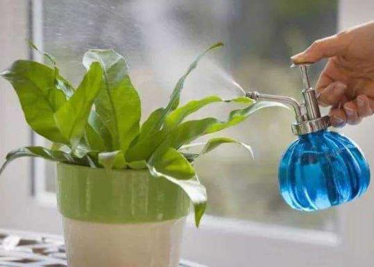 开水放冷了可以浇花吗?洗衣粉水浇花可以杀虫吗