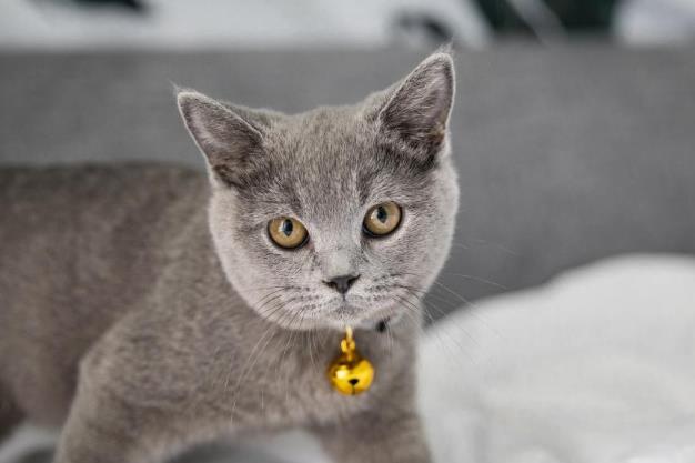 为什么要空腹给猫体内驱虫?