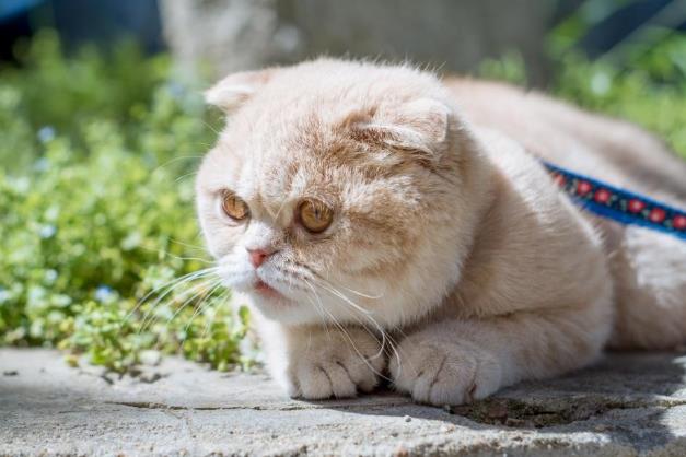 为什么要空腹给猫体内驱虫?