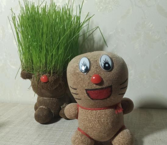 草头娃娃有什么作用?草头娃娃需要每天浇水吗
