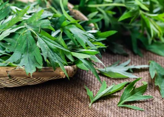 端午节挂艾草根朝上还是根朝下?端午当天什么时候挂艾草