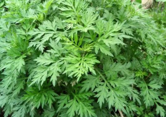 端午节挂艾草根朝上还是根朝下?端午当天什么时候挂艾草