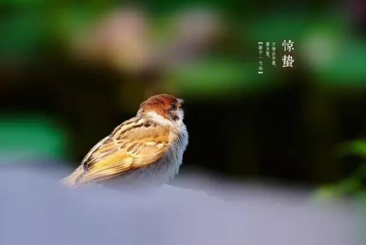 惊蛰的蛰怎么读?惊蛰前打雷好不好