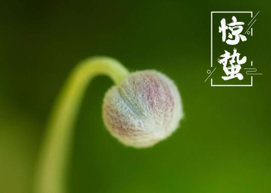 惊蛰过后是不是就暖和了?惊蛰是九九最后一天吗