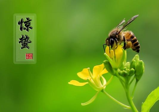 为什么惊蛰要脱帽子?惊蛰节气要注意什么