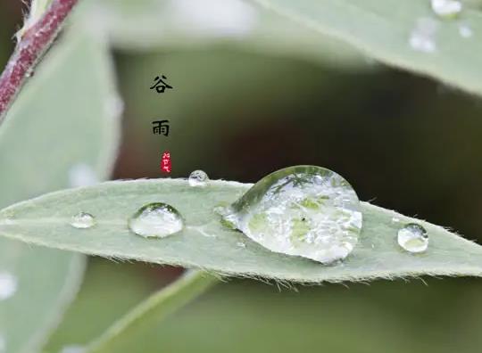 谷雨后下雨天气会以后怎么样?谷雨容易下雨吗